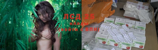 прущие крисы Бородино